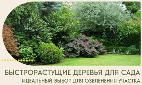 Быстрорастущие деревья для сада идеальный выбор в Ялте