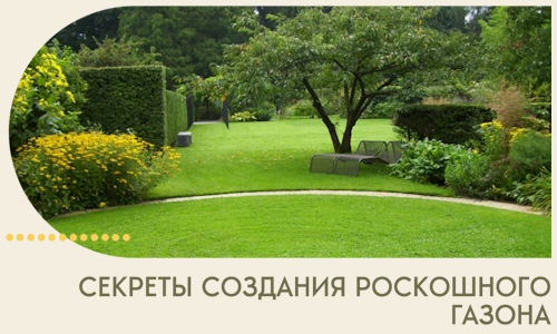 Секреты создания роскошного газона в Ялте